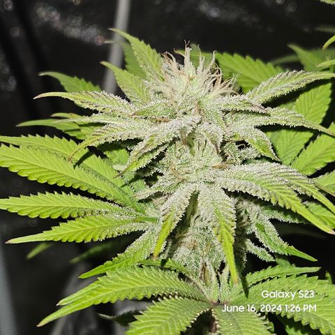 Seedsman Seeds Tangerine Snow F1 Fast growlog timeline photo