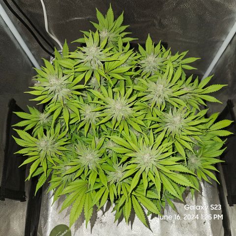 Seedsman Seeds Tangerine Snow F1 Fast growlog timeline photo