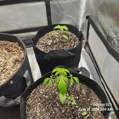 Purple Ghost Candy 1 clone and a 3 gallon tall growlog timeline photo