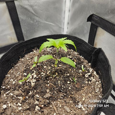 Purple Ghost Candy 1 clone and a 3 gallon tall growlog timeline photo