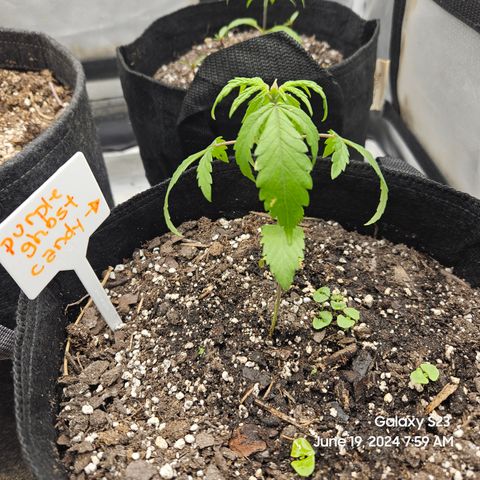 Purple Ghost Candy 1 clone and a 3 gallon tall growlog timeline photo