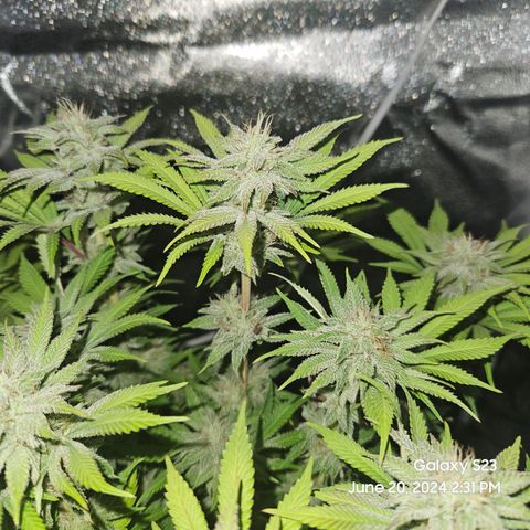 Seedsman Seeds Tangerine Snow F1 Fast growlog timeline photo