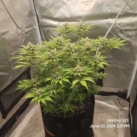 Seedsman Seeds Tangerine Snow F1 Fast growlog timeline photo
