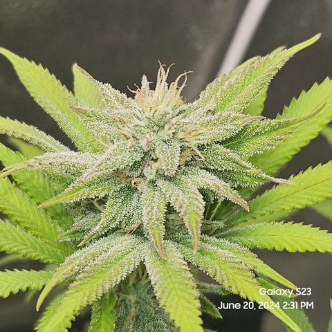 Seedsman Seeds Tangerine Snow F1 Fast growlog timeline photo