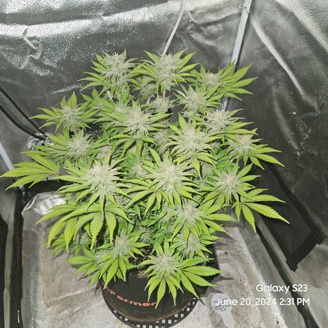Seedsman Seeds Tangerine Snow F1 Fast growlog timeline photo