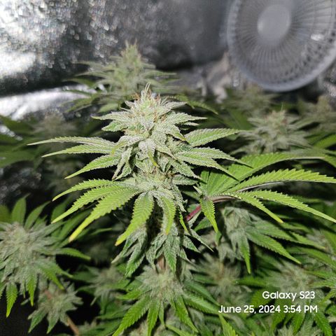 Seedsman Seeds Tangerine Snow F1 Fast growlog timeline photo