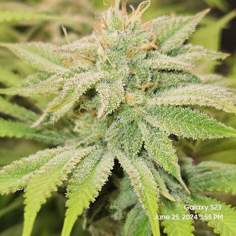 Seedsman Seeds Tangerine Snow F1 Fast growlog timeline photo