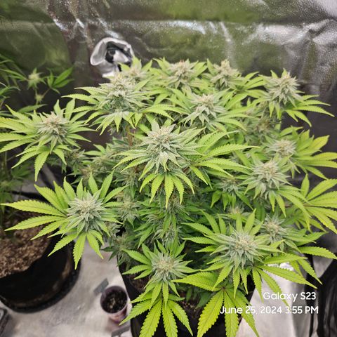 Seedsman Seeds Tangerine Snow F1 Fast growlog timeline photo