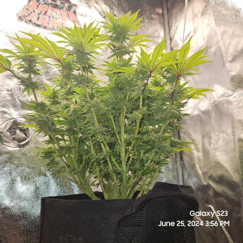 Seedsman Seeds Tangerine Snow F1 Fast growlog timeline photo