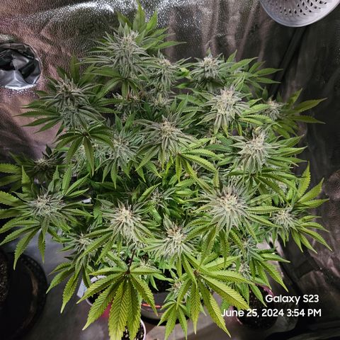 Seedsman Seeds Tangerine Snow F1 Fast growlog timeline photo