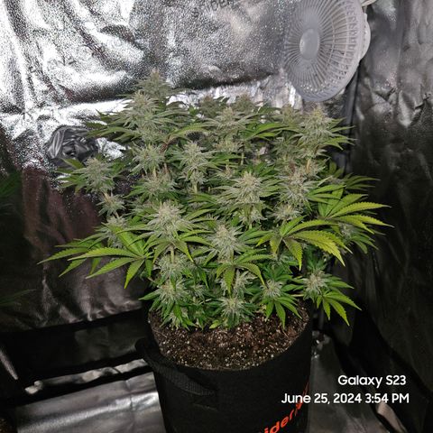 Seedsman Seeds Tangerine Snow F1 Fast growlog timeline photo