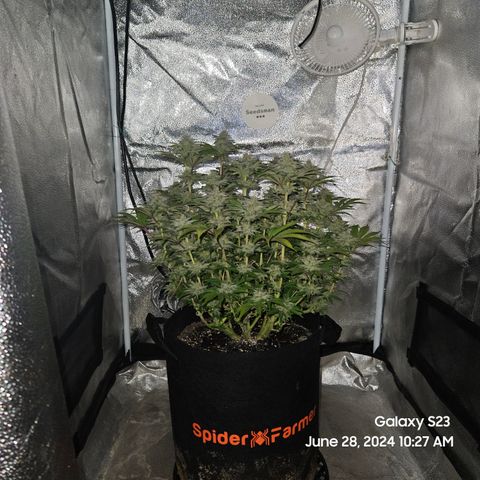 Seedsman Seeds Tangerine Snow F1 Fast growlog timeline photo
