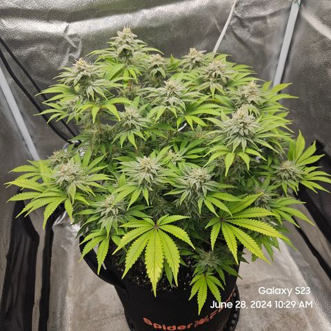 Seedsman Seeds Tangerine Snow F1 Fast growlog timeline photo