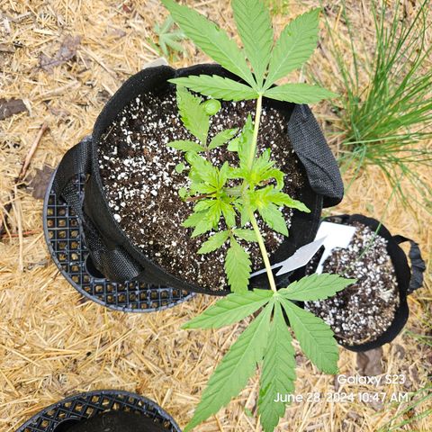 Purple Ghost Candy 1 clone and a 3 gallon tall growlog timeline photo