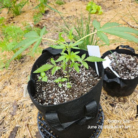 Purple Ghost Candy 1 clone and a 3 gallon tall growlog timeline photo