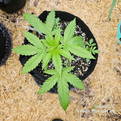 Purple Ghost Candy 1 clone and a 3 gallon tall growlog timeline photo