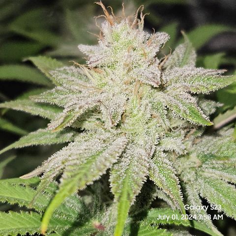 Seedsman Seeds Tangerine Snow F1 Fast growlog timeline photo