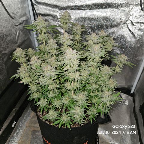 Seedsman Seeds Tangerine Snow F1 Fast growlog timeline photo