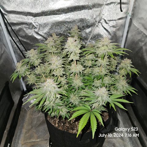 Seedsman Seeds Tangerine Snow F1 Fast growlog timeline photo