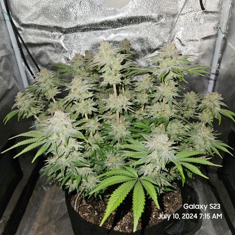 Seedsman Seeds Tangerine Snow F1 Fast growlog timeline photo