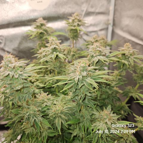 Seedsman Seeds Tangerine Snow F1 Fast growlog timeline photo