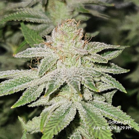 Seedsman Seeds Tangerine Snow F1 Fast growlog timeline photo