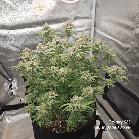 Seedsman Seeds Tangerine Snow F1 Fast growlog timeline photo