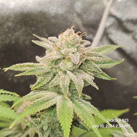 Seedsman Seeds Tangerine Snow F1 Fast growlog timeline photo