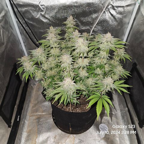 Seedsman Seeds Tangerine Snow F1 Fast growlog timeline photo