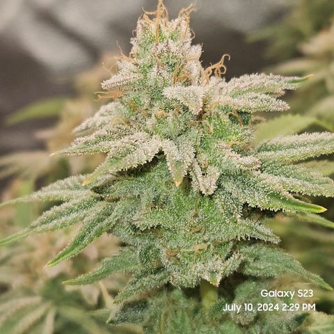 Seedsman Seeds Tangerine Snow F1 Fast growlog timeline photo
