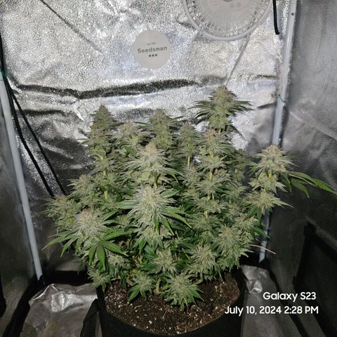 Seedsman Seeds Tangerine Snow F1 Fast growlog timeline photo