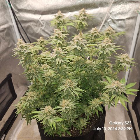 Seedsman Seeds Tangerine Snow F1 Fast growlog timeline photo