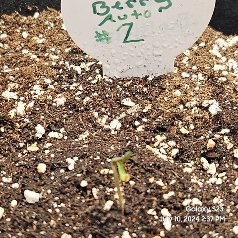 Double Berry Jack Autos x2 growlog timeline photo