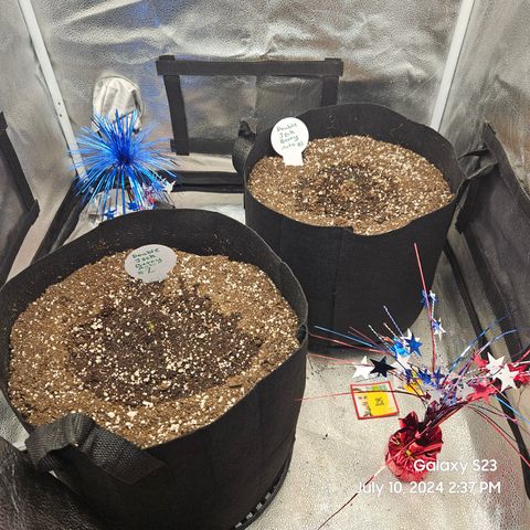 Double Berry Jack Autos x2 growlog timeline photo