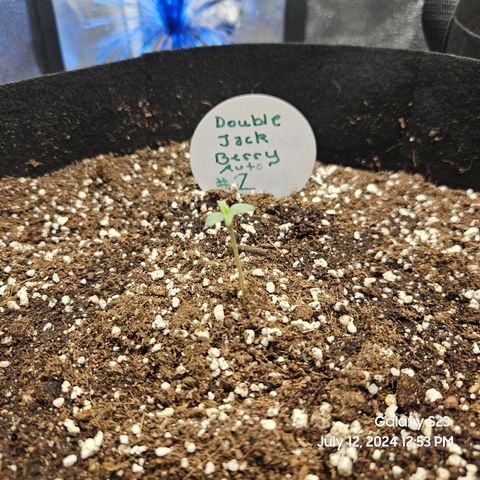 Double Berry Jack Autos x2 growlog timeline photo