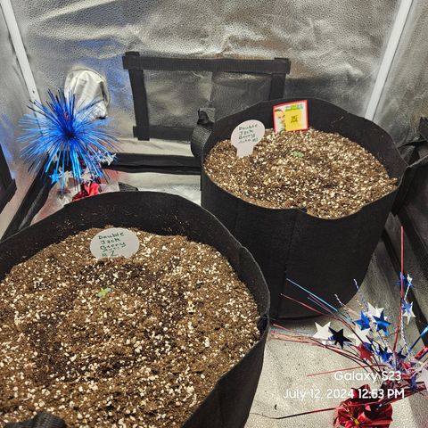 Double Berry Jack Autos x2 growlog timeline photo