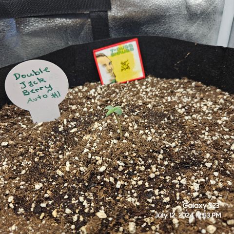 Double Berry Jack Autos x2 growlog timeline photo