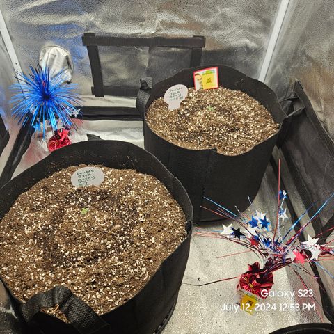 Double Berry Jack Autos x2 growlog timeline photo