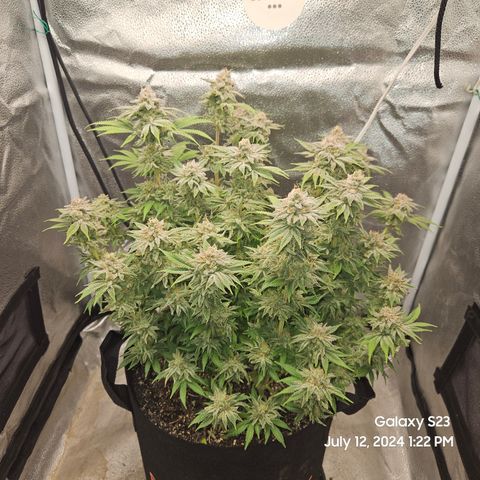Seedsman Seeds Tangerine Snow F1 Fast growlog timeline photo
