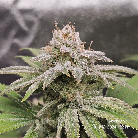 Seedsman Seeds Tangerine Snow F1 Fast growlog timeline photo