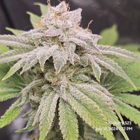 Seedsman Seeds Tangerine Snow F1 Fast growlog timeline photo