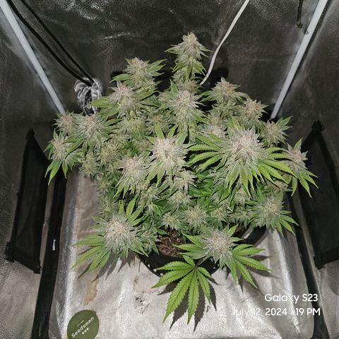 Seedsman Seeds Tangerine Snow F1 Fast growlog timeline photo