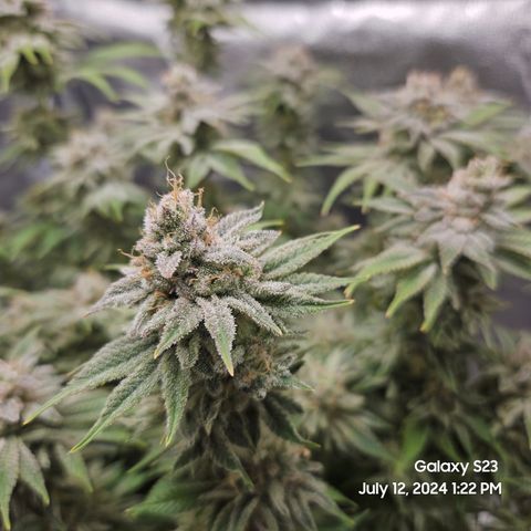 Seedsman Seeds Tangerine Snow F1 Fast growlog timeline photo