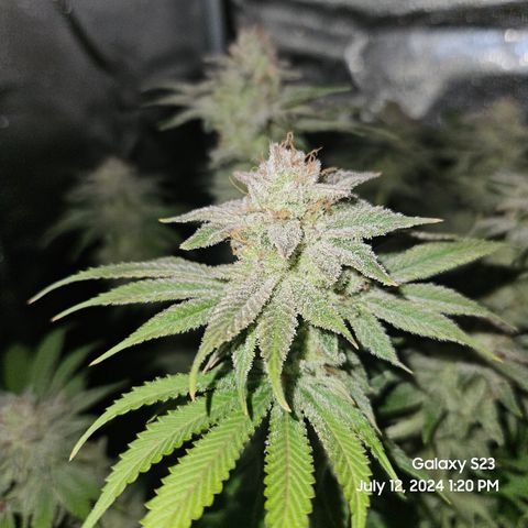 Seedsman Seeds Tangerine Snow F1 Fast growlog timeline photo