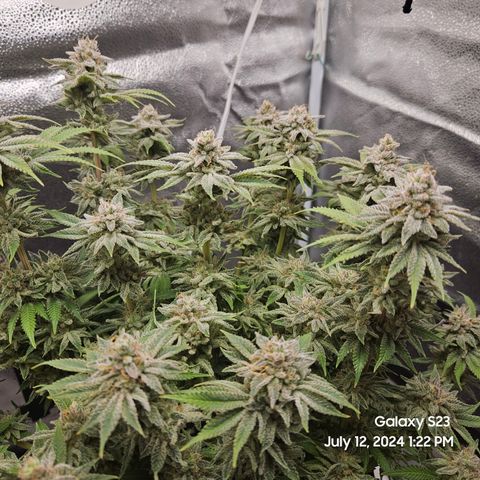 Seedsman Seeds Tangerine Snow F1 Fast growlog timeline photo