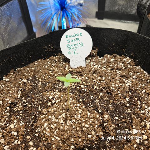 Double Berry Jack Autos x2 growlog timeline photo