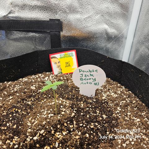 Double Berry Jack Autos x2 growlog timeline photo