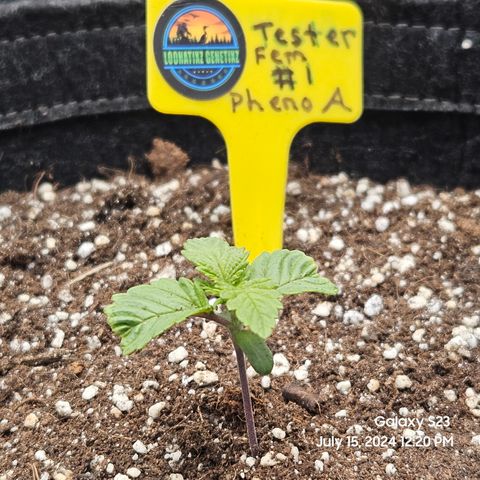 Loonatixz Testers  Cherry Kola growlog timeline photo