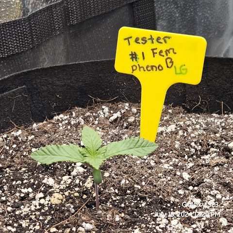 Loonatixz Testers  Cherry Kola growlog timeline photo
