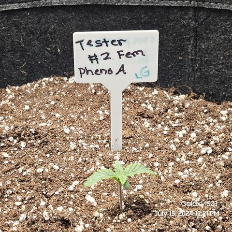 Loonatixz Testers #2 MN MILF growlog timeline photo